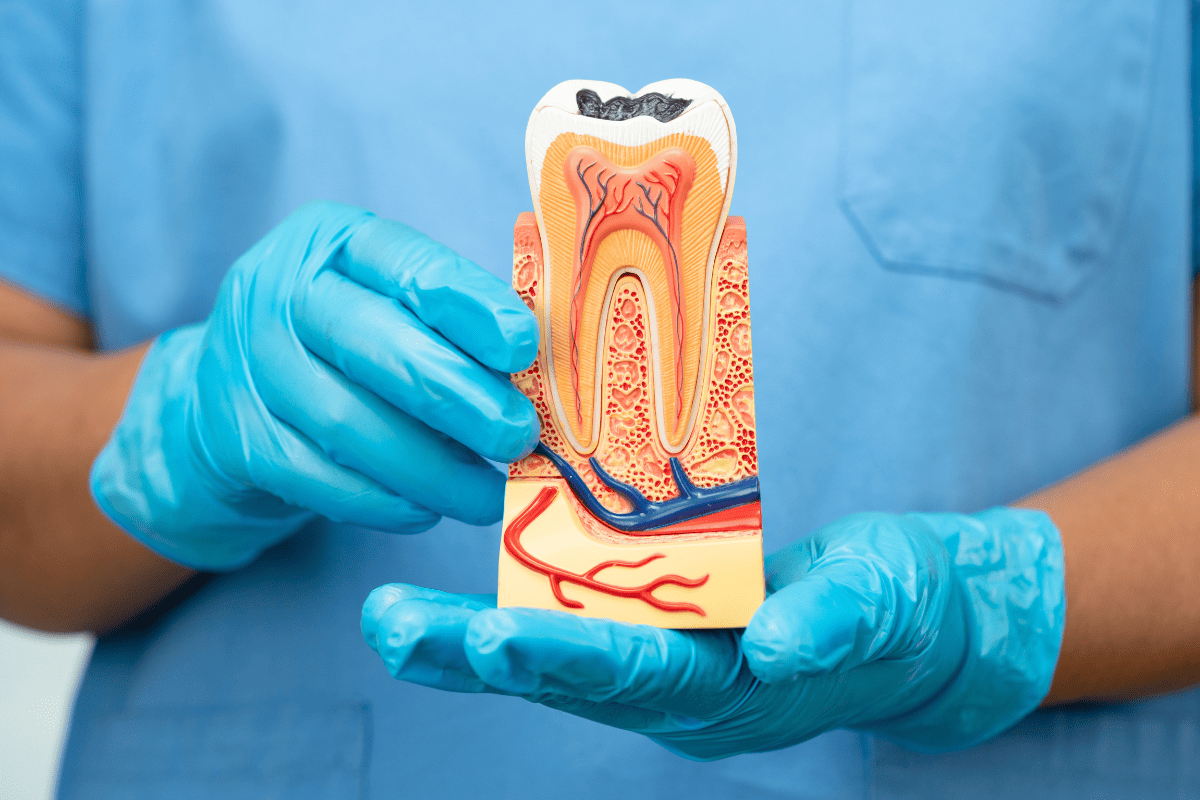 Gloved hands holding a model of a dental implant